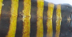 Cymatomera denticollis