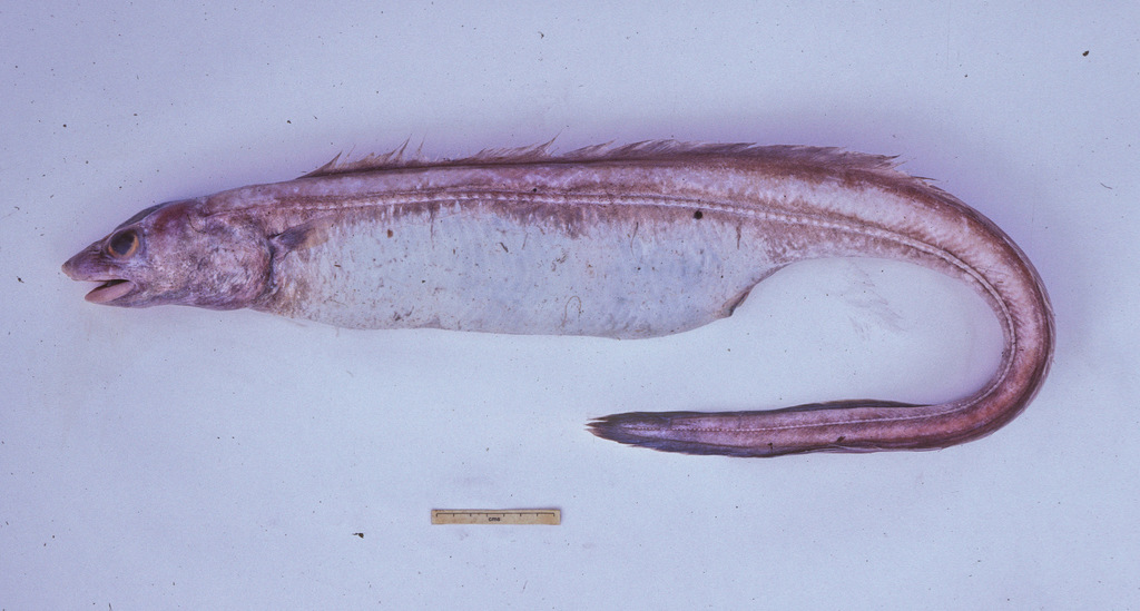 Deepsea Conger