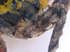 Cymatomera denticollis