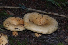 Lactarius intermedius