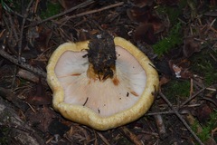 Lactarius intermedius
