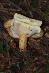 Lactarius intermedius