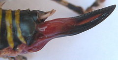 Cymatomera denticollis