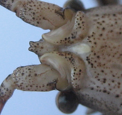 Cymatomera denticollis