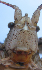 Cymatomera denticollis
