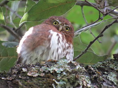 Glaucidium