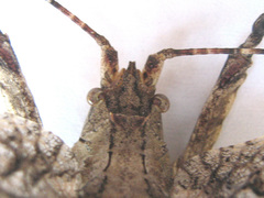 Cymatomera denticollis