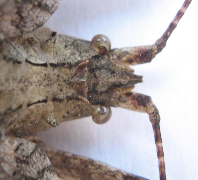 Common Bark Katydid