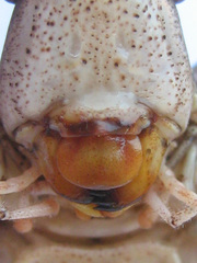 Cymatomera denticollis