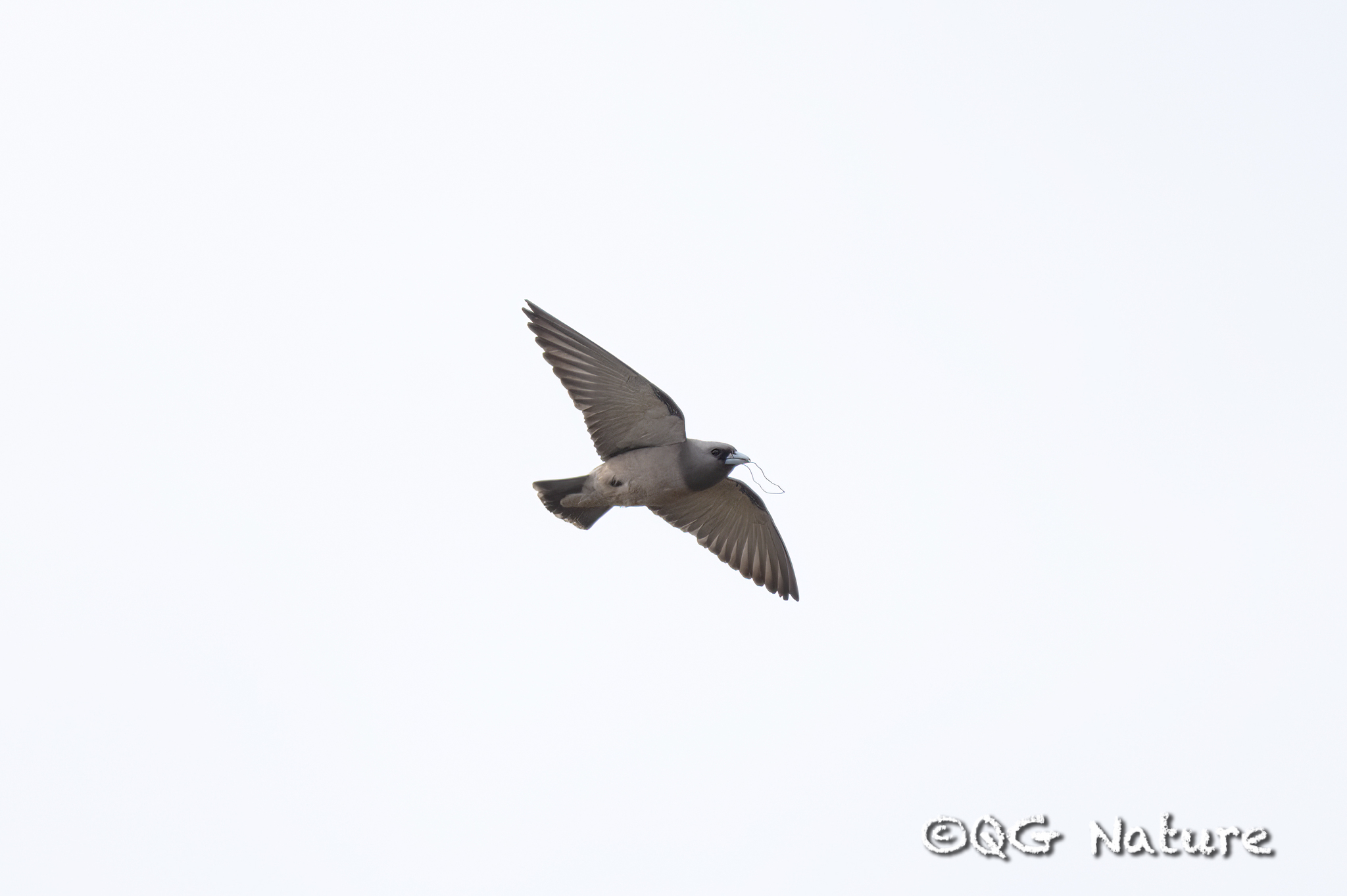 Ashy Woodswallow