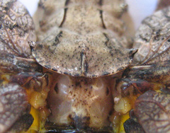Cymatomera denticollis