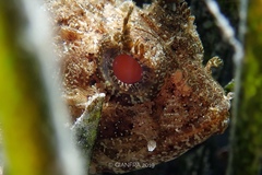 Scorpionfish
