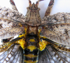 Cymatomera denticollis