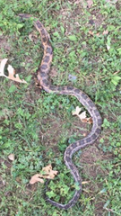 Pantherophis obsoletus