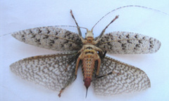 Cymatomera denticollis