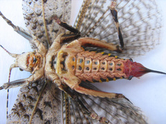 Cymatomera denticollis