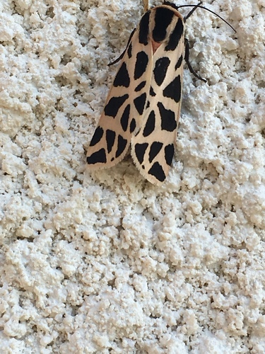 Cymbalophora pudica