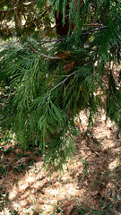 Calocedrus decurrens