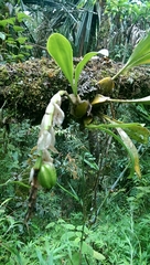 Bulbophyllum occlusum image