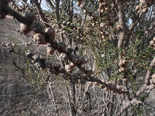 Leptospermum obovatum, photograph 6