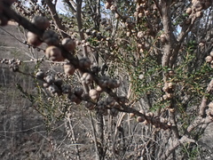 Leptospermum obovatum, photograph (c) ttsquid, some rights reserved (CC BY)