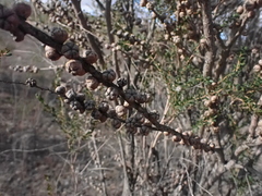 Leptospermum obovatum, photograph (c) ttsquid, some rights reserved (CC BY)