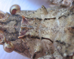 Cymatomera denticollis