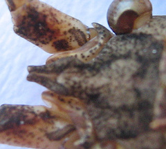 Cymatomera denticollis