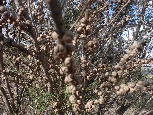 Leptospermum obovatum, photograph 5