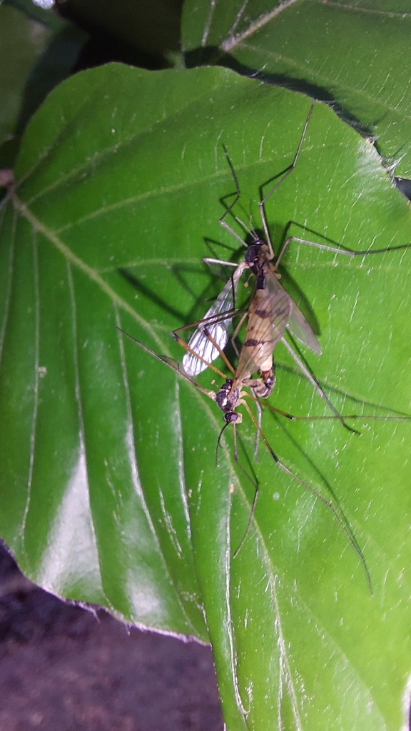 Ptychoptera longicauda