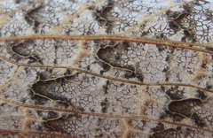 Cymatomera denticollis