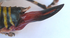 Cymatomera denticollis
