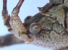 Cymatomera denticollis