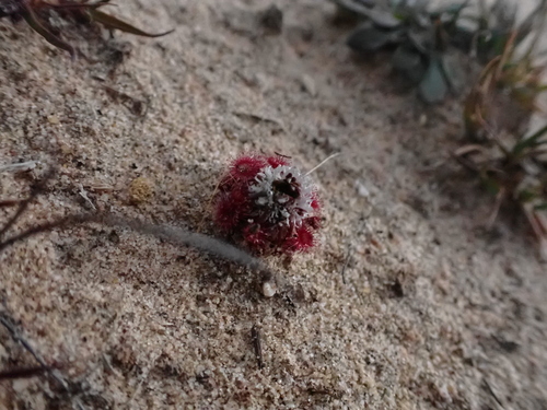 Drosera pygmaea