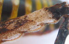 Cymatomera denticollis