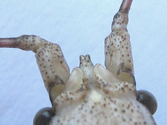 Cymatomera denticollis