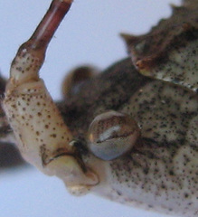 Cymatomera denticollis