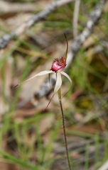 Caladenia strigosa