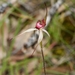 Caladenia strigosa - Photo (c) cosmicseacow, some rights reserved (CC BY-NC), uploaded by cosmicseacow