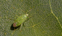 Orthotylus flavosparsus