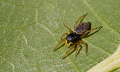 Heliophanus flavipes