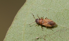 Cymus melanocephalus