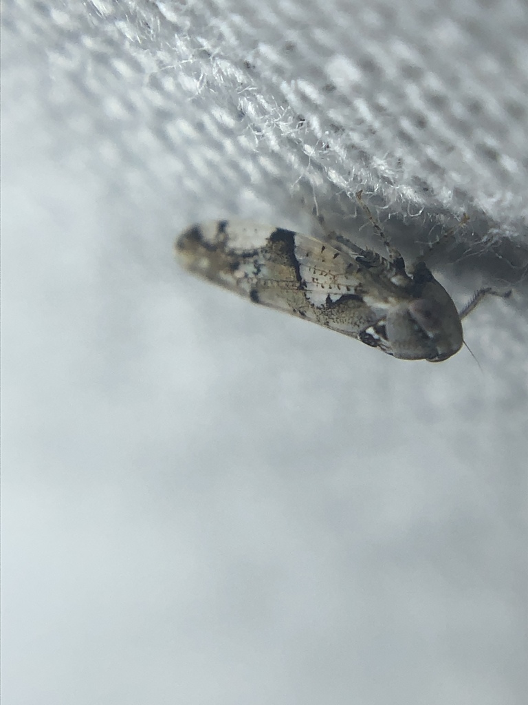 Norvellina perelegantis