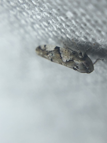 Norvellina perelegantis