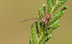 Rhysodromus histrio