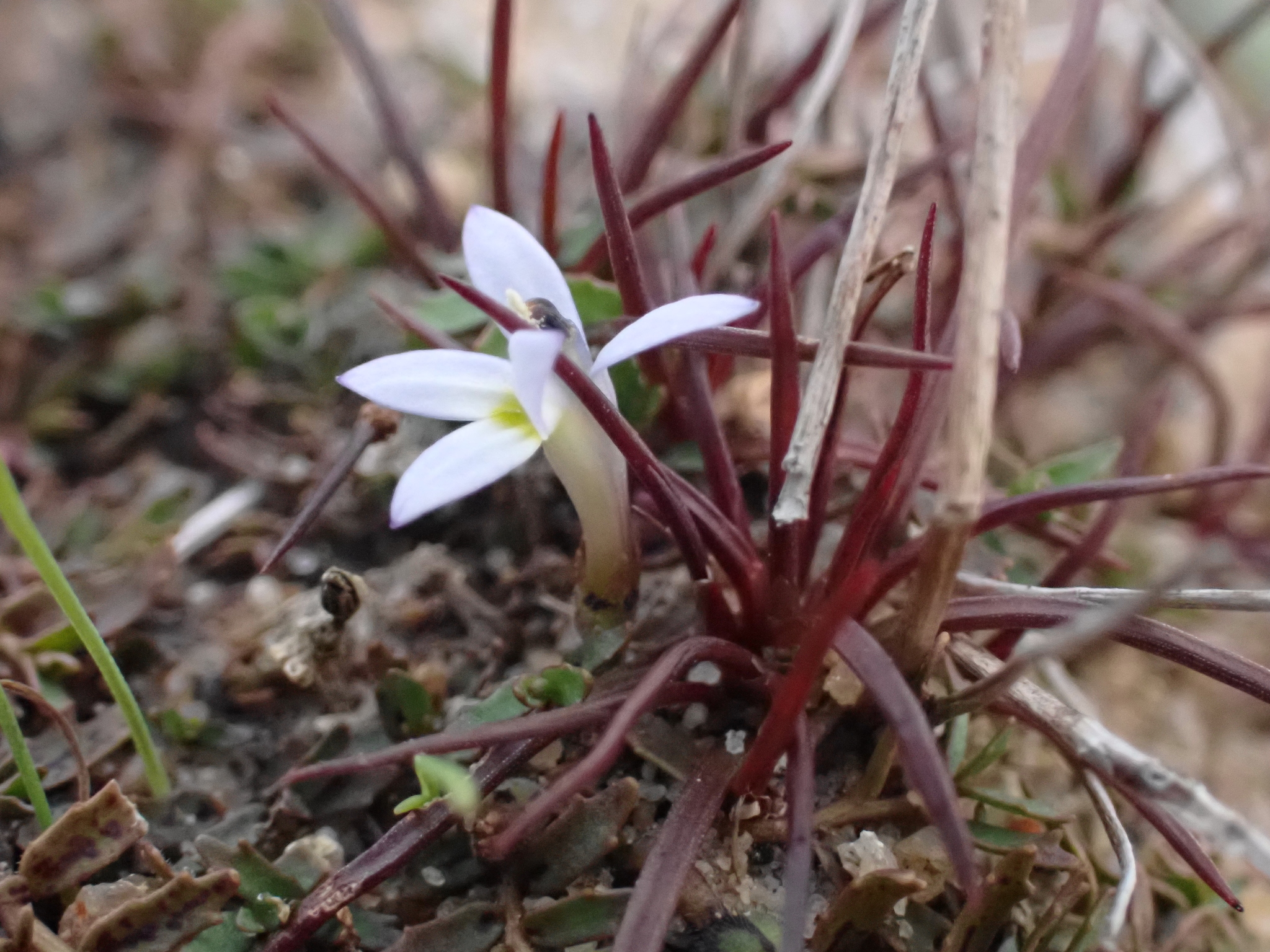 Hypsela (Isotoma tridens)