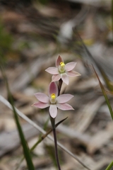Thelymitra luteocilium