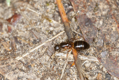 Camponotus barbaricus