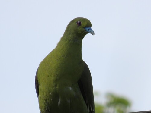 Whistling Green Pigeon (Treron formosae), photo 5