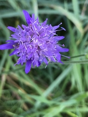 Knautia dipsacifolia